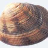 La vongola verace, la pi� apprezzata sulle nostre tavole 